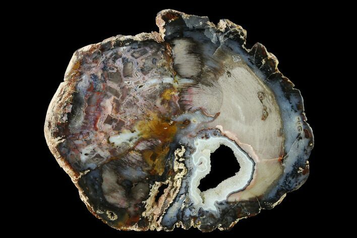 Hubbard Basin Petrified Wood Round With Crystal Pocket! #143974